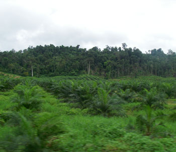 New Palm Oil Plantation with untouched forest in background